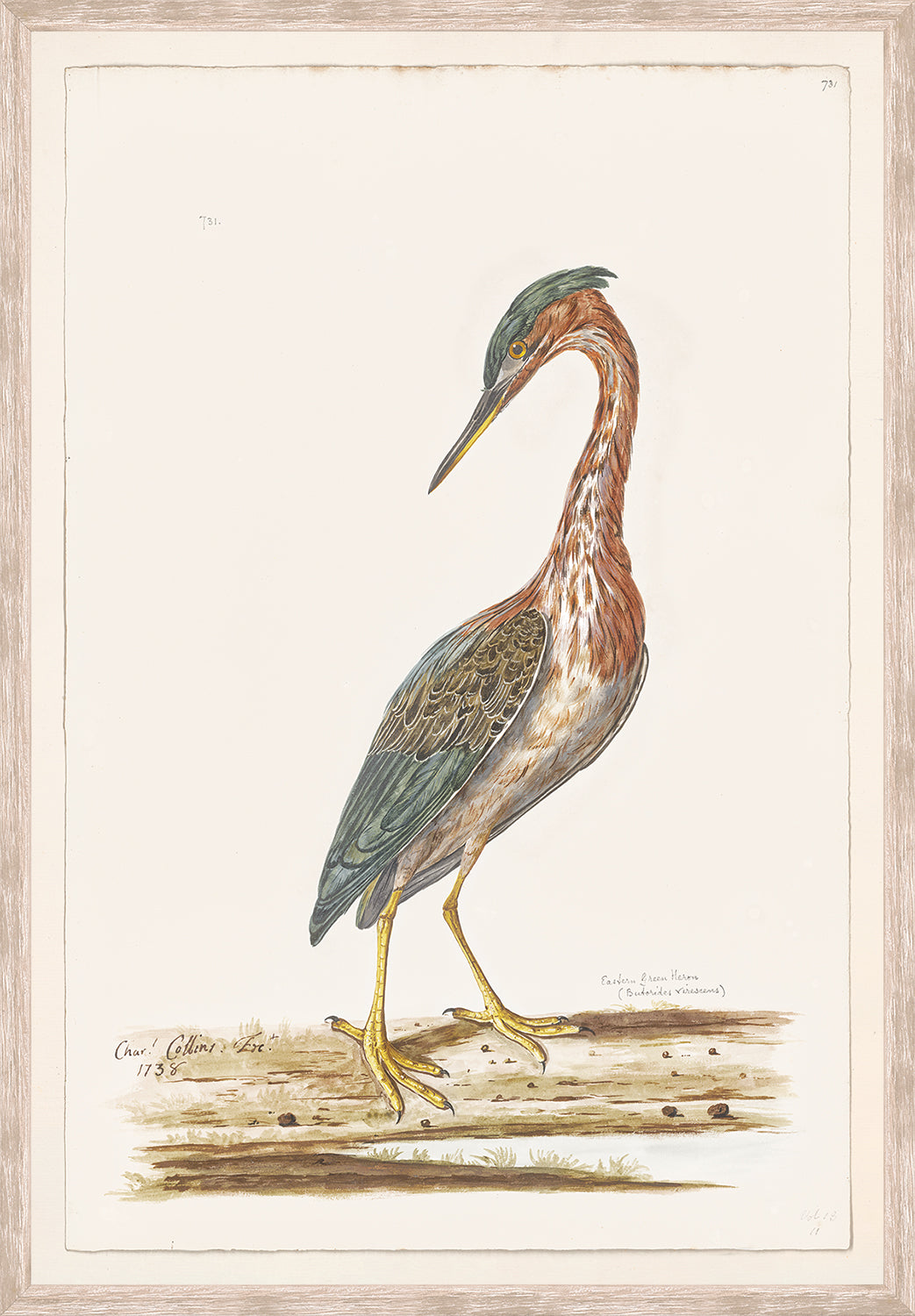 T. WHITE - EASTERN GREEN HERON, C. 1720 - SMALL