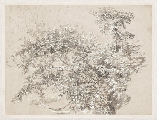 Print Graphite & Gouache Study C. 1890 - Large