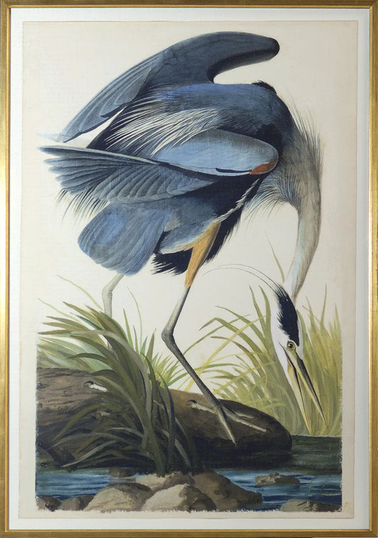 Print Blue Heron