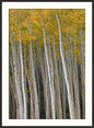 Yellow Aspens