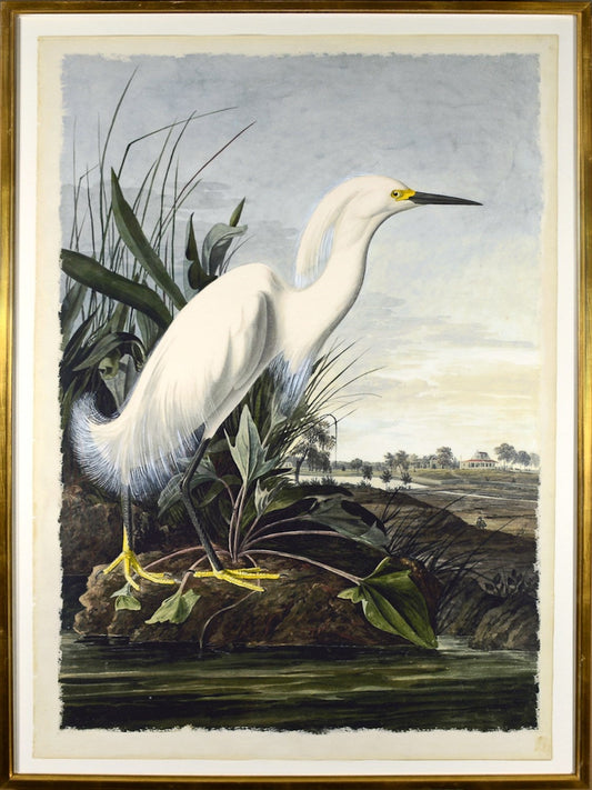 White Egret