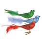 OWC Birds