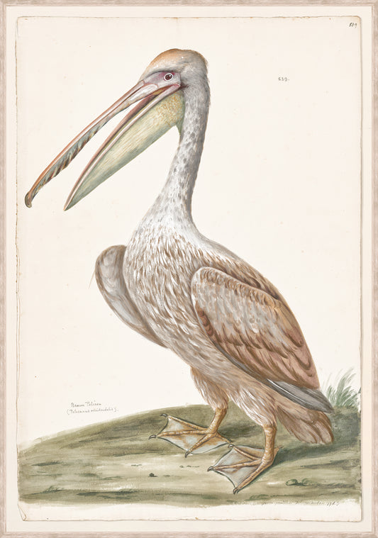 Print -T. WHITE - BROWN PELICAN, C.1720 - LARGE