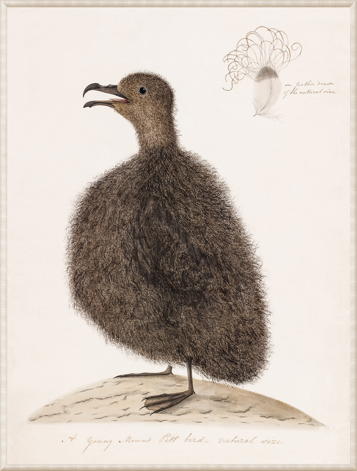 Young Mt Pill Bird C. 1782 Small