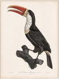 Toucan