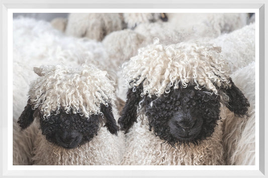 Print Modern Farmhouse - Valais Blacknose Sheep - Mini