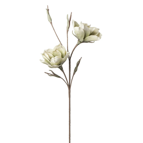 Photo of Desert Bloom Vintage Green Magnolia 46