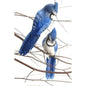 Ornament Clip On Blue Jay