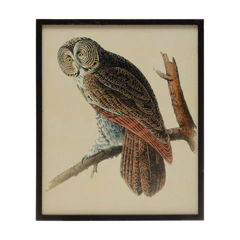 Photo of Wood Framed Print Owl